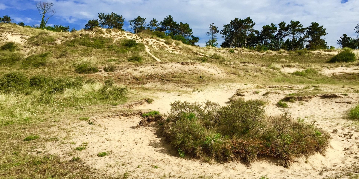 Duinen bij Egmond aan Zee